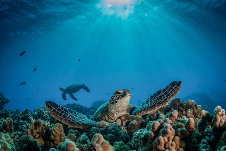 Hawaiian green sea turtles cruising over coral reef in clear blue tropical water.の写真素材