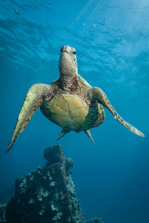 Hawaiian green sea turtles cruising over coral reef in clear blue tropical water.の写真素材