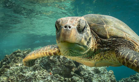 Hawaiian green sea turtles cruising over coral reef in clear blue tropical water.の写真素材