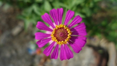 magenta zinniaの写真素材