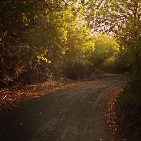 A empty dirty road close to sunset, in Galapagos Islands, Ecuadorの写真素材