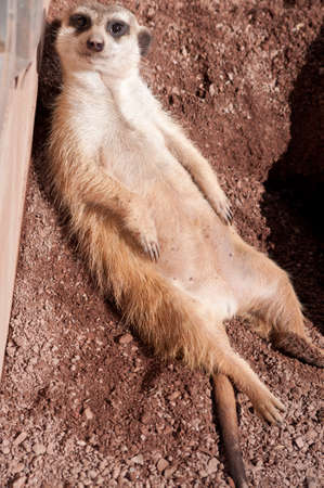 sunbathing mongooseの写真素材