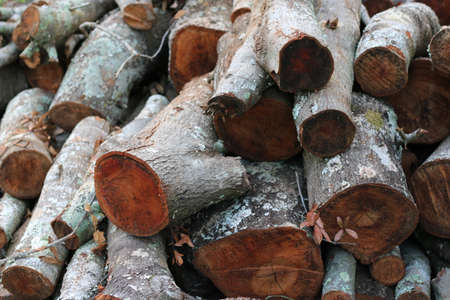 Logs