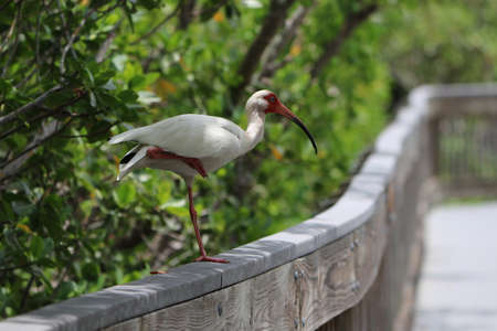 White Ibis Perched on One Leg on a Boardwalk Railingの写真素材