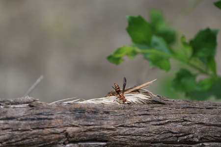 Hornet Wasp on a Log Searchingの写真素材
