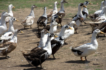 A domestic flock of Ancona duck in a backyard pen の写真素材