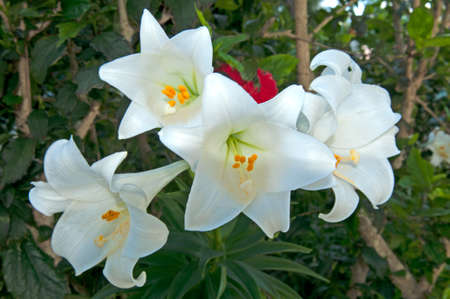 white liliesの写真素材