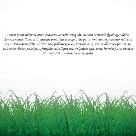 Grass on a white shining background. With textのイラスト素材