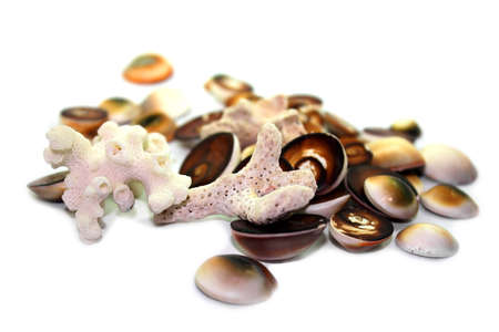 corals isolated background