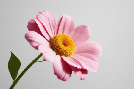 pink daisy isolated on white background, closeup of photoの素材