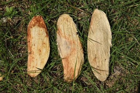 Mango seed lay on the ground . waiting for cultivationの写真素材