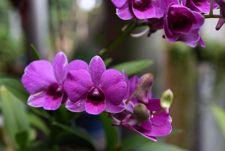 Beautifu  Dendrobium orchid  flowers  in the plantationの写真素材