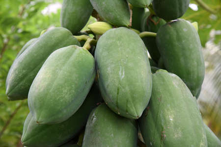 close up , fresh green papayas on a papaya tree in the plantationの写真素材