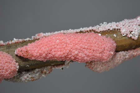 The beautiful pink color eggs of golden apple snail stuck on the old bamboo , close upの素材 [FY310144095714]