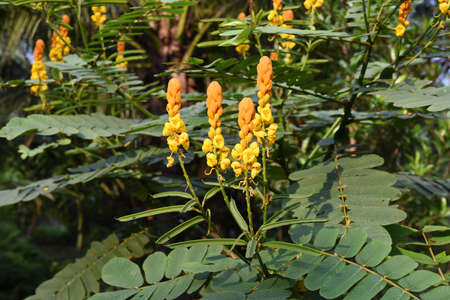 Candle bush flowers in the plantation , It is a herb and used in the treatment of diseasesの写真素材