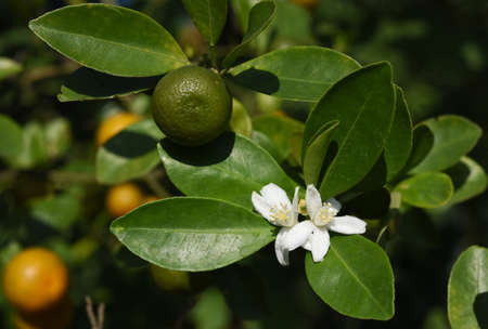 orange blossoms with green leaf on the tree