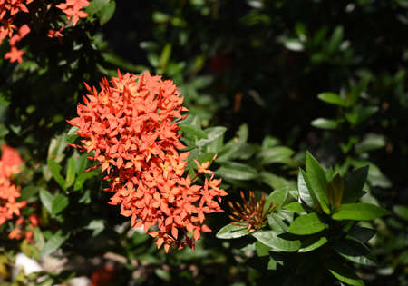 Red spike flowers are blooming in the gardenの写真素材
