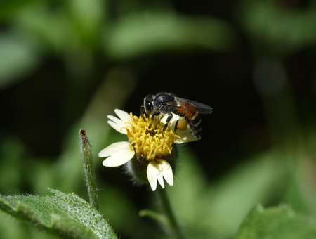 A bee collecting nectar from a flower , macro viewの写真素材