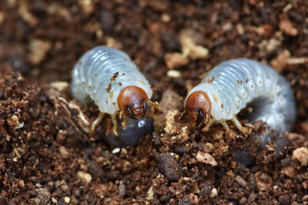 Close up view Grub worms on the ground . Larvae of golden stage beetleの写真素材
