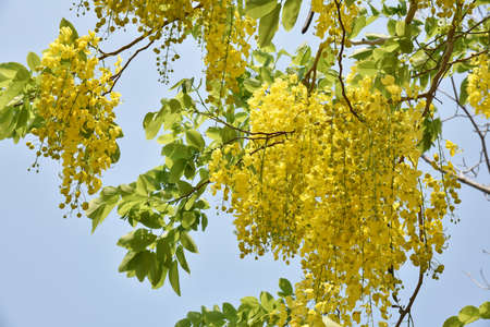 Golden shower flowers hanging on tree with blue sky backgroundの写真素材