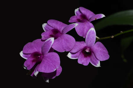 beautiful Purple Dendrobium orchid flowers with black backgroundの写真素材