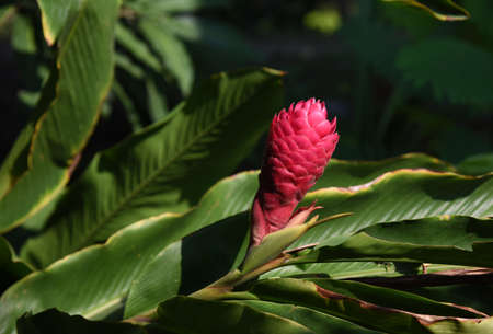 beautiful red galangal flower is blooming in plantationの写真素材
