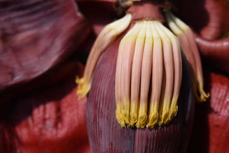 close up view of banana flower pollens .の写真素材