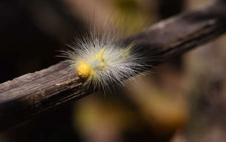 Yellow hairy fluffy caterpillar crawling on dry twig .の写真素材