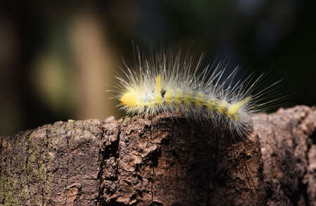 beautiful hairy caterpillar is crawling on old timber .の写真素材