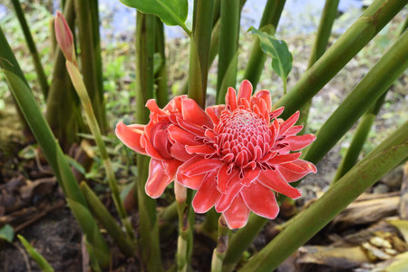 red Torch Ginger or Etlingera elatior flowers is blooming in plantationの写真素材
