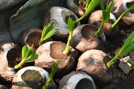 coconut shoot or coconut tree seed in nursery that are ready to be planted .の写真素材