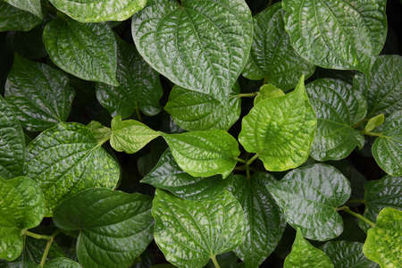 fresh green betel leaf  background  .の写真素材