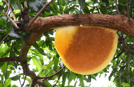 old Honeycomb hanging on branch  of mango tree .の写真素材