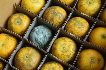 rotten and fresh orange in paper packaging  box .の写真素材