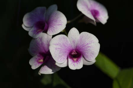 beautiful petals of dendrobium orchid flower with black  background .の写真素材