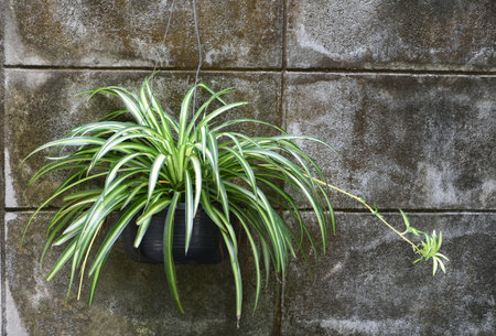 Spider plant in black hanging pot with old concrete wall background . Hanging plantの写真素材