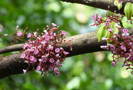 star apple flowers on branch of tree in the garden.の写真素材