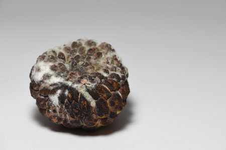 rotten custard apple isolated on the white background . Mold created on the custard appleの写真素材