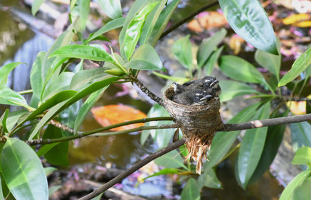 young malaysian pied fantail birds in a nest . two baby birds in a nest . bird's nestの写真素材