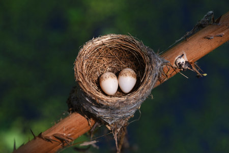 The eggs of Malaysian pied fantail in nest . bird 'nest . Malaysian pied fantail 'nest with two eggs  . bird 's nest with two eggs .の写真素材