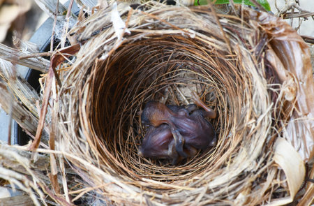 two baby birds in a nest . bird's nest . two baby of streak eared bulbul birds in nest .の写真素材