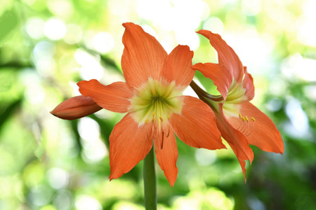Beautiful orange  Amaryllis ( Hippeastrum ) flower with blurred background .の写真素材