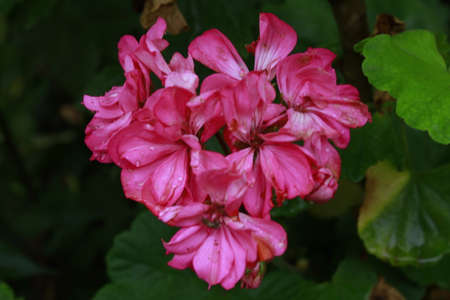 Beautiful heart shape pink color flower blooming in the summer season at Nepali villageのeditorial素材