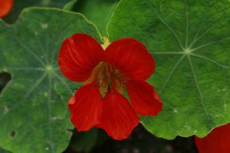 Beautiful red color flower hibiscus flower blooming in the local village of Nepalのeditorial素材