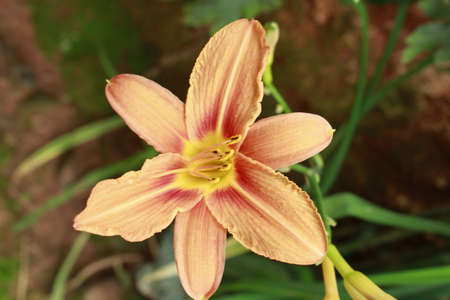 A beautiful yellow color flower blooming in the beautiful gardenのeditorial素材