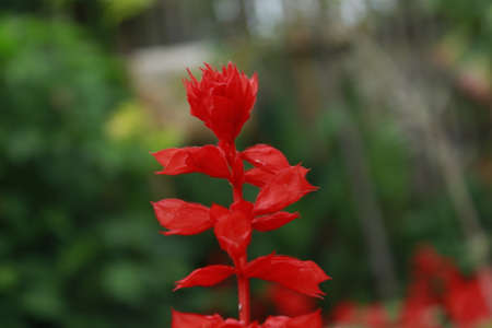 red colr beautiful flower blooming with blur background in summer seasonのeditorial素材