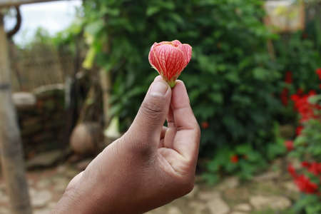 A guy is catching a red color flower in his handのeditorial素材
