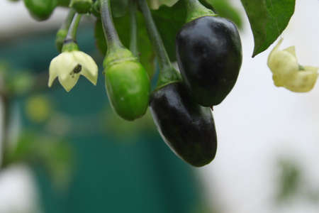 raw chilli with dark and green color with his white flowers in blur backgroundのeditorial素材