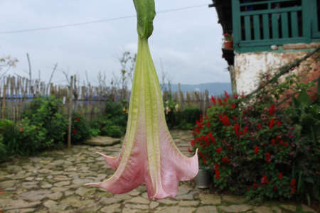 organic fresh white lime purple color flower blooming and coming down to earthのeditorial素材
