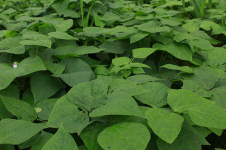 Beautiful organic fresh leaf in the local village of eastern part of Bhojpur Nepalのeditorial素材